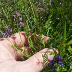 Swainsona monticola at Molonglo River Reserve - 14 Jan 2016 02:18 PM