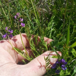 Swainsona monticola at Molonglo River Reserve - 14 Jan 2016 02:18 PM
