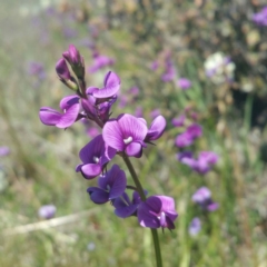 Swainsona monticola (Notched Swainson-Pea) at Denman Prospect, ACT - 14 Jan 2016 by RichardMilner