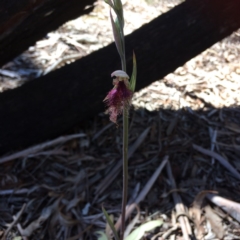 Calochilus platychilus (Purple Beard Orchid) at Point 120 - 15 Oct 2016 by Jenjen