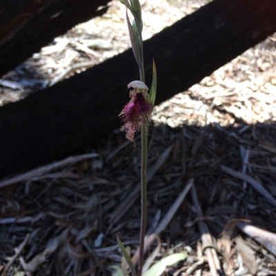 Calochilus platychilus (Purple Beard Orchid) at Point 120 - 15 Oct 2016 by Jenjen