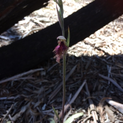 Calochilus platychilus (Purple Beard Orchid) at Bruce, ACT - 15 Oct 2016 by Jenjen