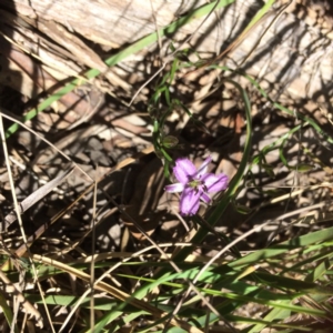 Thysanotus patersonii at Point 120 - 15 Oct 2016 12:16 PM