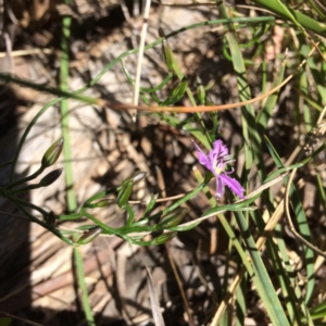 Thysanotus patersonii at Point 120 - 15 Oct 2016 12:16 PM