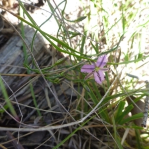 Thysanotus patersonii at Point 120 - 15 Oct 2016 12:16 PM