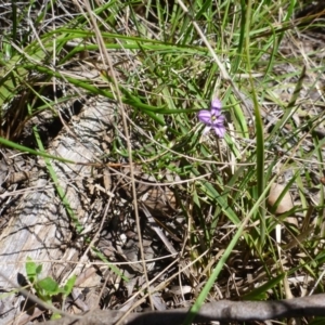 Thysanotus patersonii at Point 120 - 15 Oct 2016 12:16 PM