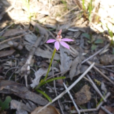 Caladenia carnea (Pink Fingers) at Point 120 - 15 Oct 2016 by Jenjen