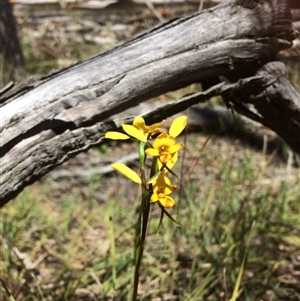 Diuris nigromontana at Point 120 - suppressed