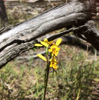 Diuris nigromontana (Black Mountain Leopard Orchid) at Point 120 - 15 Oct 2016 by Jenjen