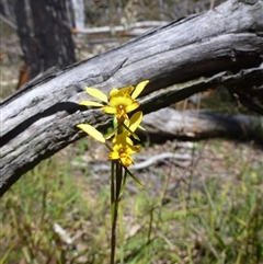 Diuris nigromontana at Point 120 - suppressed