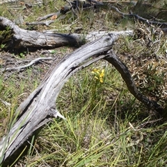 Diuris nigromontana at Point 120 - suppressed