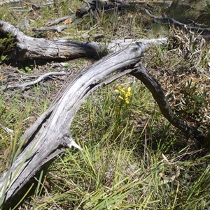 Diuris nigromontana at Point 120 - suppressed