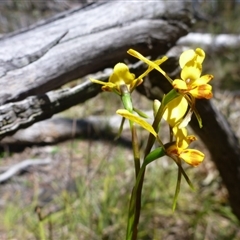 Diuris nigromontana at Point 120 - suppressed