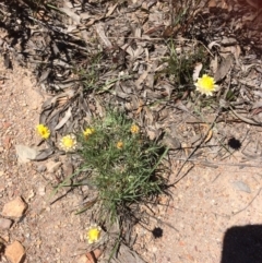 Leucochrysum albicans subsp. albicans (Hoary Sunray) at Bruce, ACT - 15 Oct 2016 by Jenjen