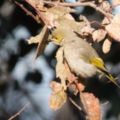 Ptilotula penicillata (White-plumed Honeyeater) at Wallaroo, NSW - 13 Oct 2016 by CedricBear