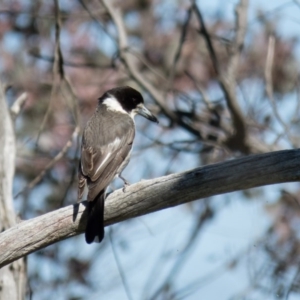 Cracticus torquatus at Gungahlin, ACT - 14 Oct 2016