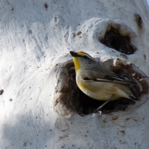 Pardalotus striatus at Gungahlin, ACT - 14 Oct 2016