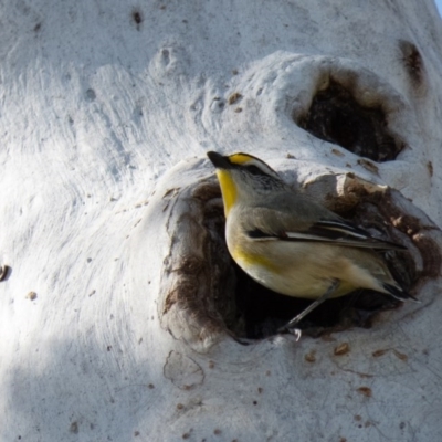 Pardalotus striatus (Striated Pardalote) at Mulligans Flat - 14 Oct 2016 by CedricBear