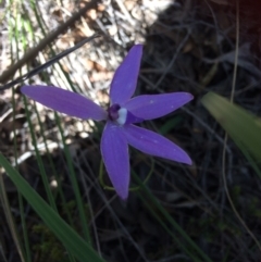 Glossodia major (Wax Lip Orchid) at Bruce, ACT - 15 Oct 2016 by Jenjen