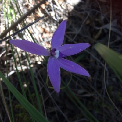 Glossodia major (Wax Lip Orchid) at Bruce, ACT - 15 Oct 2016 by Jenjen