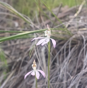 Caladenia carnea at Point 5817 - suppressed