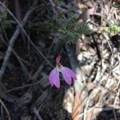 Caladenia fuscata (Dusky Fingers) at Bruce, ACT - 15 Oct 2016 by Jenjen