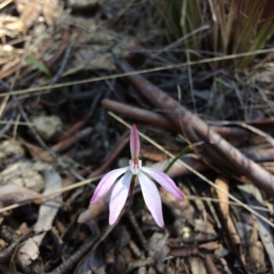 Caladenia fuscata (Dusky Fingers) at Bruce, ACT - 15 Oct 2016 by Jenjen