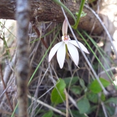 Caladenia fuscata (Dusky Fingers) at Point 120 - 15 Oct 2016 by Jenjen