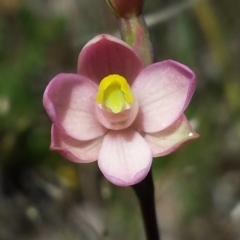 Thelymitra carnea (Tiny Sun Orchid) at Nanima, NSW - 15 Oct 2016 by MattM