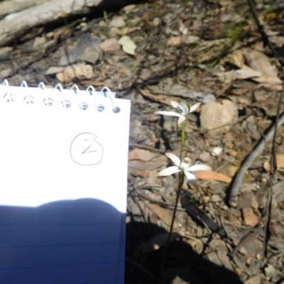 Caladenia ustulata (Brown Caps) at Acton, ACT - 14 Oct 2016 by SusanneG