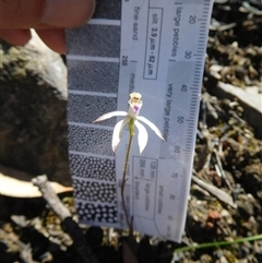 Caladenia ustulata at Point 5821 - suppressed