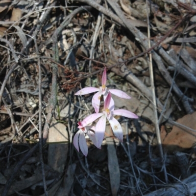 Caladenia fuscata (Dusky Fingers) at Point 112 - 15 Oct 2016 by Jenjen