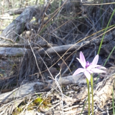 Glossodia major (Wax Lip Orchid) at Acton, ACT - 14 Oct 2016 by SusanneG