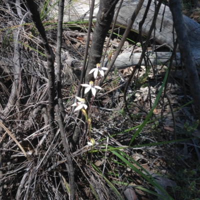 Caladenia moschata (Musky Caps) at Bruce, ACT - 15 Oct 2016 by Jenjen