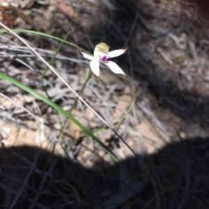 Caladenia moschata at Point 112 - suppressed