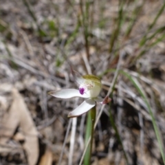 Caladenia moschata at Point 112 - suppressed