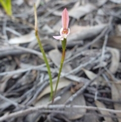 Caladenia carnea (Pink Fingers) at Bruce, ACT - 15 Oct 2016 by Jenjen