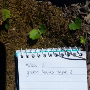 Hydrocotyle laxiflora at Point 5822 - 15 Oct 2016