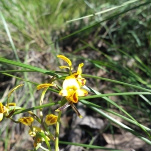 Diuris nigromontana at Acton, ACT - suppressed