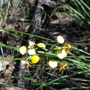 Diuris nigromontana at Acton, ACT - 15 Oct 2016