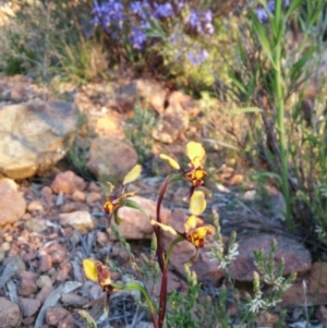 Diuris pardina at Hackett, ACT - suppressed