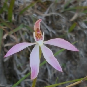 Caladenia carnea at Isaacs Ridge - 15 Oct 2016