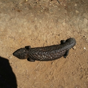 Tiliqua rugosa at Forde, ACT - 15 Oct 2016