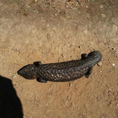 Tiliqua rugosa (Shingleback Lizard) at Forde, ACT - 15 Oct 2016 by lemurgirl70