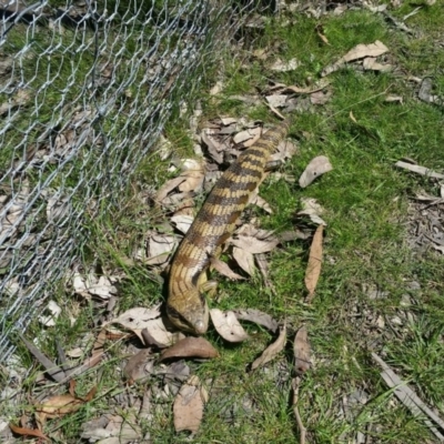 Tiliqua scincoides scincoides (Eastern Blue-tongue) at Harrison, ACT - 15 Oct 2016 by lemurgirl70