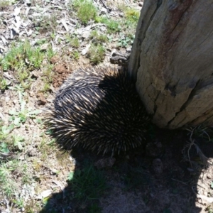 Tachyglossus aculeatus at Harrison, ACT - 15 Oct 2016 12:41 PM