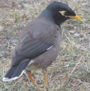 Acridotheres tristis at Bonython, ACT - 5 May 2016