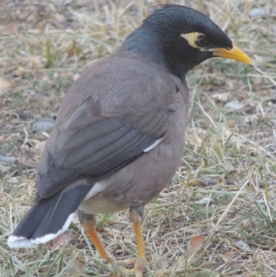 Acridotheres tristis (Common Myna) at Pine Island to Point Hut - 5 May 2016 by michaelb