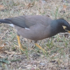 Acridotheres tristis at Bonython, ACT - 5 May 2016