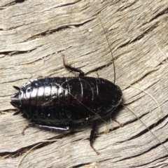 Platyzosteria melanaria at Conder, ACT - 15 Oct 2016 07:19 AM